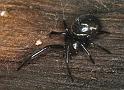 Steatoda_ZZ212_F0758_Z_78_Palmerstone park_Australie
